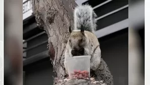 Municipalidad de San Isidro multará a personas que alimenten ardillas