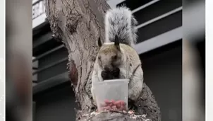 Municipalidad de San Isidro multará a personas que alimenten ardillas