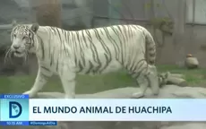 El mundo animal de Huachipa - Noticias de kalimba
