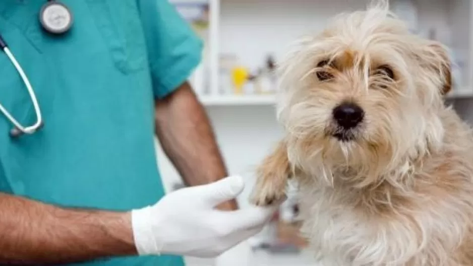 Veterinaria solidaria. 