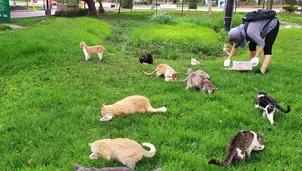 Gatos en Miraflores. / Video: Canal N