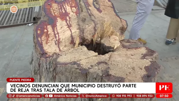 Vecinos denuncian que municipio destruyó parte de reja tras tala de árbol en Puente Piedra. Foto: América Noticias Vecinos denuncian que municipio destruyó parte de reja tras tala de árbol en Puente Piedra. Foto: América Noticias