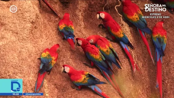 Fuente: Domingo Al Día