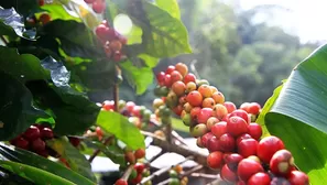 Desde el 1 de enero del 2025, la Unión Europea aplicará esta nueva norma que frenará el ingreso de productos cultivados en terrenos deforestados. / Video: Canal N