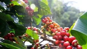 Desde el 1 de enero del 2025, la Unión Europea aplicará esta nueva norma que frenará el ingreso de productos cultivados en terrenos deforestados. / Video: Canal N