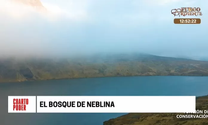Una nueva área natural en Junín: El Bosque de Neblina