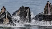 Nuevas zonas de prohibición de pesca dan un respiro a la fauna marina antártica. Foto: Mongabay