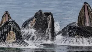 Nuevas zonas de prohibición de pesca dan un respiro a la fauna marina antártica. Foto: Mongabay