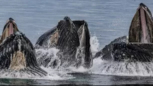 Nuevas zonas de prohibición de pesca dan un respiro a la fauna marina antártica. Foto: Mongabay