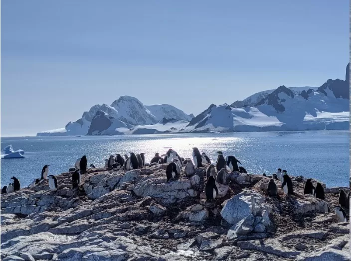 Nuevas zonas de prohibición de pesca dan un respiro a la fauna marina antártica. Foto: Mongabay