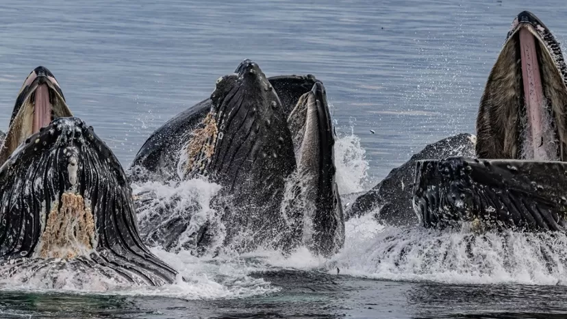 Nuevas zonas de prohibición de pesca dan un respiro a la fauna marina antártica