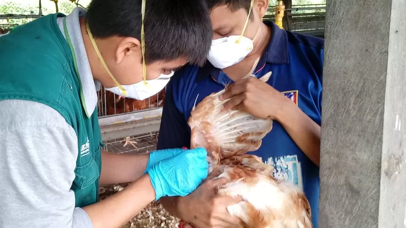 OMS anuncia primera muerte humana por gripe aviar en México