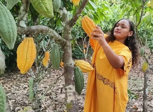 Origen peruano del cacao. Foto: Andina