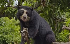 Oxapampa: oso de anteojos quedó atrapado en río Churumazú - Noticias de oso