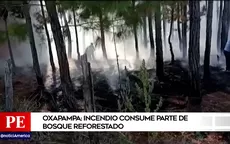 Oxapampa: Incendio consume parte de bosque reforestado - Noticias de incendios
