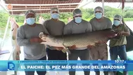 Paiche entra en veda: conservación y sostenibilidad en Amazonas