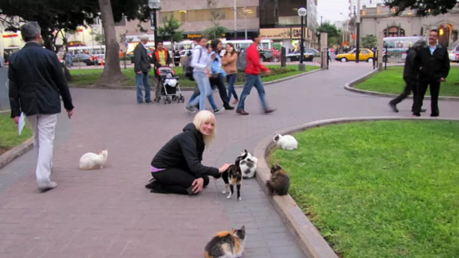 Gatos presentan heridas punzocortantes de gravedad. Foto: VagaBlonding