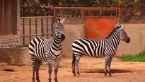 Los animales tuvieron un decaimiento en su estado de ánimo. Foto y video: América Noticias