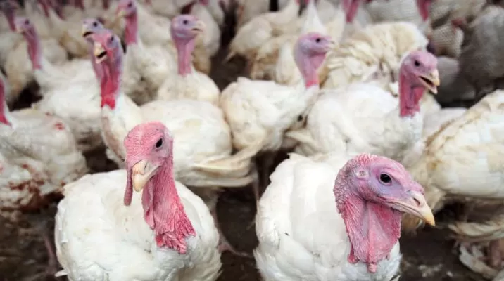 Carne de pavo peruana es exportada a países de la región. Foto: Andina Carne de pavo peruana es exportada a países de la región. Foto: Andina