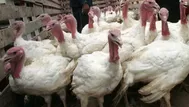 Exportación peruana de carne de pavo suma US$ 5.6 millones