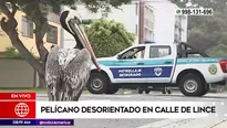 Pelícano desorientado en calle de Lince