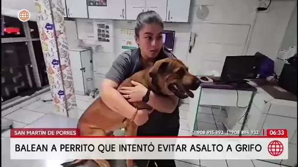 Perrito baleado por ladrones al defender a griferos en SMP/ América Noticias