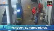 El perro Choco: perrito héroe en un asalto
