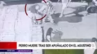 Perro murió tras ser apulañado en El Agustino