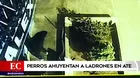 Perros ahuyentan a ladrones que intentaron robar una cabina de internet