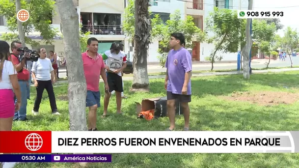 Perros fueron envenedados en parque de Santa Anita. Foto: América Noticias