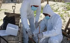 Perú emite alerta sanitaria por casos de influenza aviar - Noticias de senasa