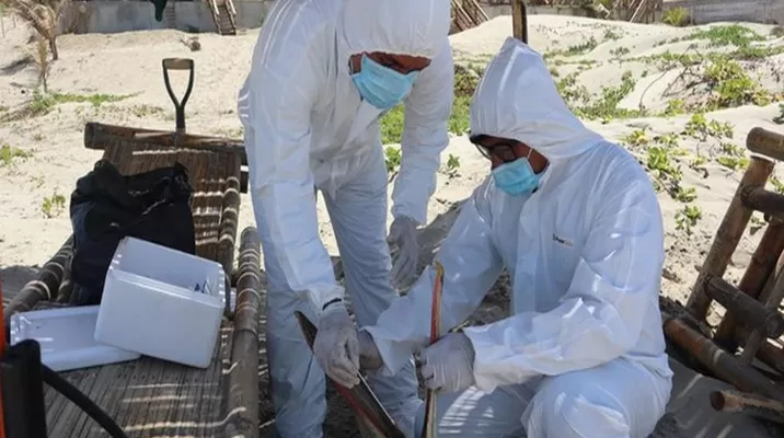 Influenza aviar / Foto: Midagri Influenza aviar / Foto: Midagri