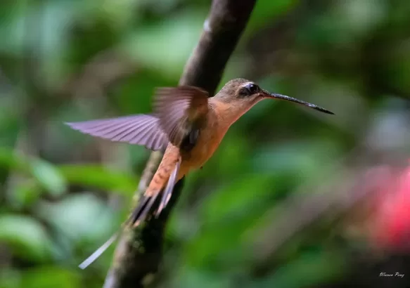 Perú primer lugar en ranking mundial de diversidad de aves. Foto: Andina