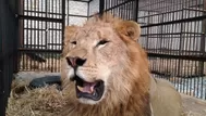 Perú es un país libre de animales salvajes en circos