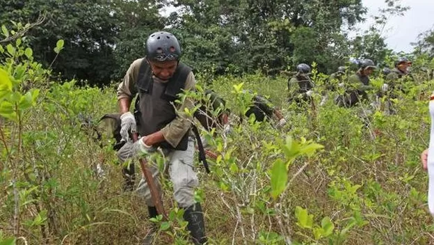 Perú planea erradicar 18 000 hectáreas de cultivos de coca en 2022