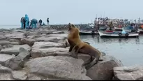 Personal de la Municipalidad de San Andrés están tratando de retirar a los lobos sin vida. / Video: Canal N