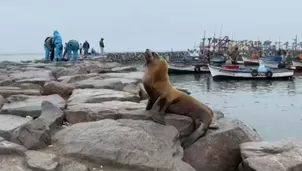 Personal de la Municipalidad de San Andrés están tratando de retirar a los lobos sin vida. / Video: Canal N