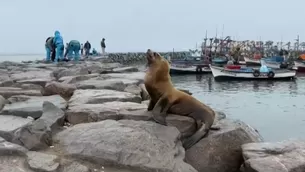 Personal de la Municipalidad de San Andrés están tratando de retirar a los lobos sin vida. / Video: Canal N