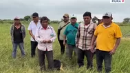 Piura: Agricultores reportan pérdidas en hectáreas por sequía