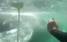 Piura: buzos y turistas rescatan a una ballena jorobada en Los Órganos - Noticias de ballena-jorobada