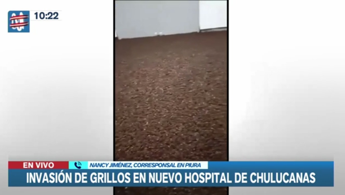 Piura: Millones de grillos invaden hospital y los retiran con aspiradoras industriales