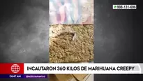 Policía Nacional incauta 360 kilos de marihuana creepy. Video: América