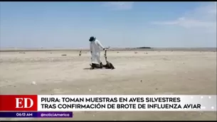 Brote de influenza aviar en Piura. América Noticias