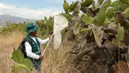 Plaga de langostas que afecta a Argentina, Bolivia y Paraguay no representa peligro para Perú