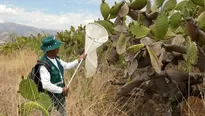 Plaga de langostas que afecta Argentina, Bolivia y Paraguay no representa peligro para Perú. Foto: SENASA