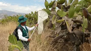 Plaga de langostas que afecta Argentina, Bolivia y Paraguay no representa peligro para Perú. Foto: SENASA