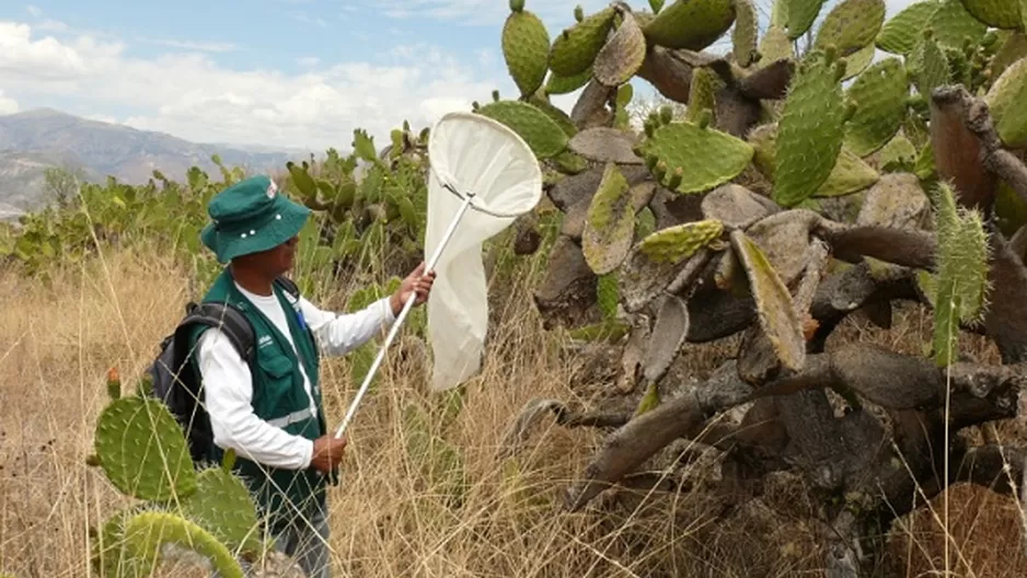 Plaga de langostas que afecta Argentina, Bolivia y Paraguay no representa peligro para Perú. Foto: SENASA