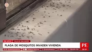 Plaga de mosquitos invade viviendas en Villa El Salvador