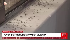 Plaga de mosquitos invade viviendas en Villa El Salvador. Foto y video: América Noticias