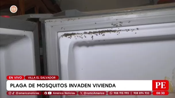 Plaga de mosquitos invade viviendas en Villa El Salvador. Foto: América Noticias Plaga de mosquitos invade viviendas en Villa El Salvador. Foto: América Noticias